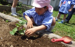 夏野菜の苗植え③