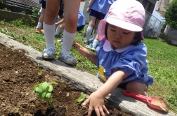 夏野菜の苗植え④