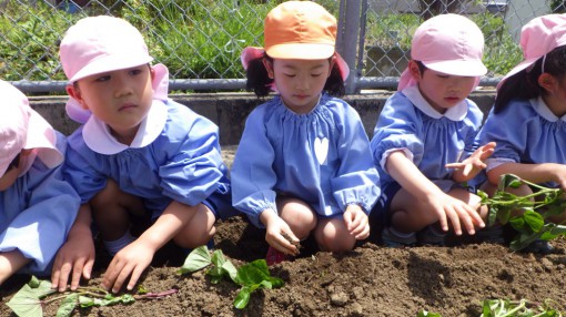 さつまいもの苗植え①