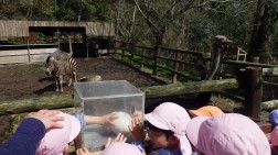 ダチョウの卵、大きい！