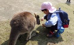 カンガルーとの触れ合いとエサやり