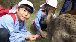 カンガルーとの触れ合いとエサやり